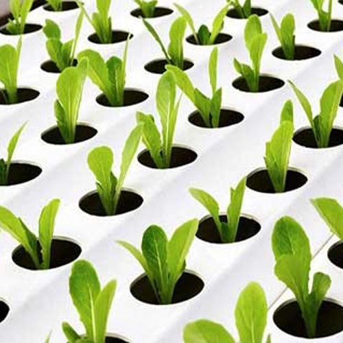 اسیدامینه
